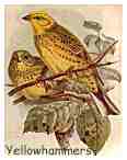 yellowhammers
